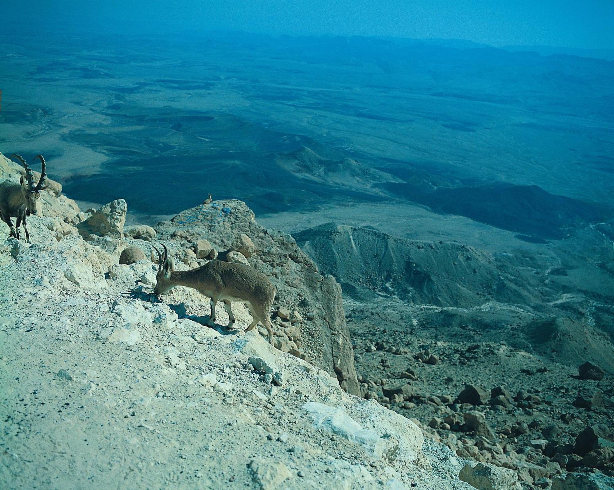 Ramon Inn By Isrotel Collection Mitzpe Ramon Exterior foto